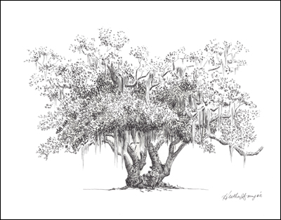 Pen and Ink drawing of Lover's Oak Tree Brunswick, GA by Heather L. Young